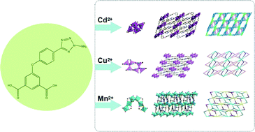 Three metal–organic frameworks based on the semirigid V-shaped 5 