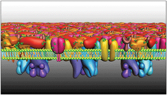 Featured image of post Cell Membrane Gif Cell membrane cellular transport