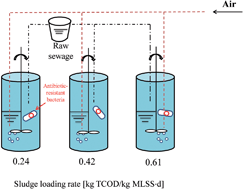The sludge loading rate regulates the growth and release of ...