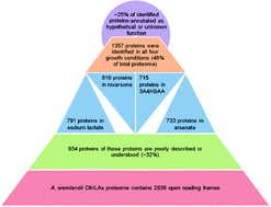 Mapping the protein profile involved in the biotransformation of ...