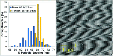 Comment On The Ultrastructure Of Type I Collagen At Nanoscale Large Or Small D Spacing Distribution By H N Su L Y Ran Z H Chen Q L Qin M Shi X Y Song X L Chen Y Z Zhang