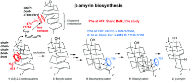 B Amyrin Synthase From Euphorbia Tirucalli Steric Bulk Not The P Electrons Of Phe At Position 474 Has A Key Role In Affording The Correct Folding Of The Substrate To Complete The Normal Polycyclization