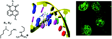 Effects of side chains on DNA binding, cell permeability, nuclear ...