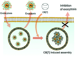 Regulating Exocytosis Of Nanoparticles Via Host Guest Chemistry Organic Biomolecular Chemistry Rsc Publishing