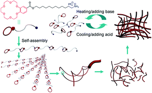 A Supramolecular Polymer Gel With Dual Responsiveness Constructed By Crown Ether Based Molecular Recognition Polymer Chemistry Rsc Publishing