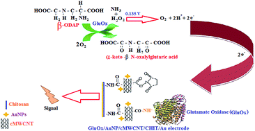 Construction And Application Of B 3 N Oxalyl L 2 3 Diaminopropanoic Acid Biosensor Based On Carboxylated Multiwalled Carbon Nanotubes Gold Nanoparticles Chitosan Au Electrode Rsc Advances Rsc Publishing