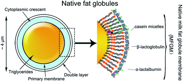 Cryo Sem Images Of Native Milk Fat Globule Indicate Small Casein Micelles Are Constituents Of The Membrane Rsc Advances Rsc Publishing