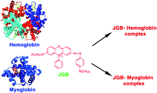 Targeting the heme proteins hemoglobin and myoglobin by janus