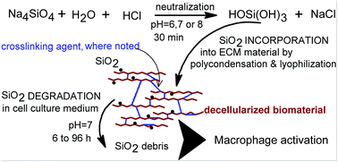 Incorporation Of Silica Particles Into Decellularized Tissue Biomaterial And Its Effect On Macrophage Activation Rsc Advances Rsc Publishing