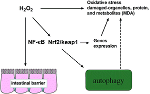 Hydrogen Peroxide Induced Oxidative Stress Activates Nf Kb And Nrf2 Keap1 Signals And Triggers Autophagy In Piglets Rsc Advances Rsc Publishing