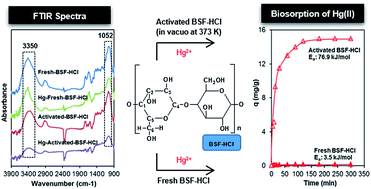 Acid Vacuo Heat Treated Low Cost Banana Stems Fiber For Efficient Biosorption Of Hg Ii Rsc Advances Rsc Publishing