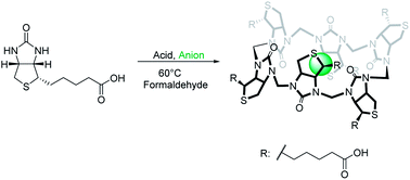 Discovery of a cyclic 6 + 6 hexamer of d-biotin and formaldehyde ...