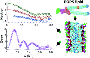 The molecular structure of a phosphatidylserine bilayer determined by  scattering and molecular dynamics simulations - Soft Matter (RSC Publishing)
