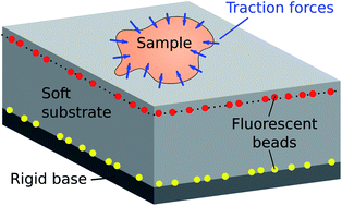 Traction Force Microscopy In Physics And Biology Soft Matter Rsc Publishing