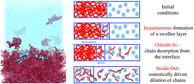 How Does Low Molecular Weight Polystyrene Dissolve Osmotic Swelling Vs Surface Dissolution Soft Matter Rsc Publishing