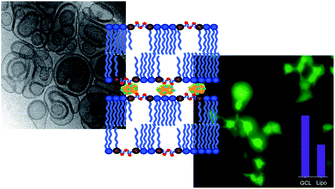 Cationic Gemini Lipids Containing Polyoxyethylene Spacers As Improved Transfecting Agents Of Plasmid Dna In Cancer Cells Journal Of Materials Chemistry B Rsc Publishing