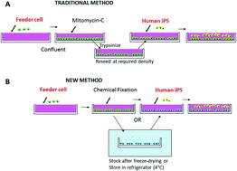 Chemically Fixed Autologous Feeder Cell Derived Niche For Human