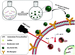 Water-soluble hyaluronic acid–hybridized polyaniline nanoparticles for  effectively targeted photothermal therapy - Journal of Materials Chemistry  B (RSC Publishing)