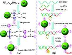 A SiO2 NP–DNA/silver nanocluster sandwich structure-enhanced ...