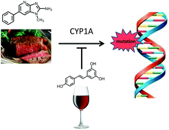 The mutagenic effects of 2-amino-1-methyl-6-phenylimidazo[4,5-b ...