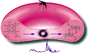 The ring-stage of Plasmodium falciparum observed in RBCs of hospitalized  malaria patients - Analyst (RSC Publishing)