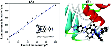 Molecular “light switch” [Ru(phen)2dppzidzo]2+ monitoring the ...