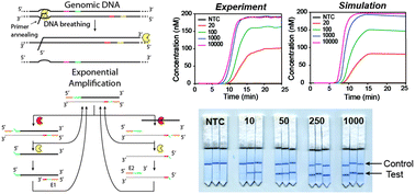 Isothermal strand displacement amplification (iSDA): a rapid and sensitive  method of nucleic acid amplification for point-of-care diagnosis - Analyst  (RSC Publishing)