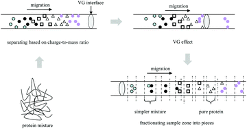 A Method Developed To Fractionate Intact Proteins Based On - 