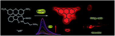 A guanidinium modified rhodamine-based fluorescent probe for in vitro ...