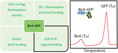 Green fluorescent protein-based assays for high-throughput functional ...