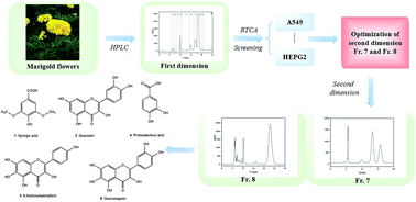 Bioassay-guided separation and identification of anticancer compounds ...