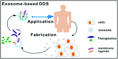 From structures to functions: insights into exosomes as promising