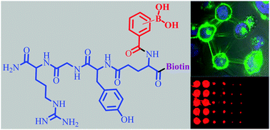 A rationally designed peptidomimetic biosensor for sialic acid on cell surfaces - Chemical ...