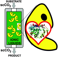 Active biopolymers in green non-conventional media: a sustainable tool for  developing clean chemical processes - Chemical Communications (RSC  Publishing)