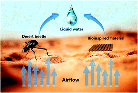 Biomimetic Water-collecting Materials Inspired By Nature - Chemical ...