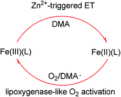 Redox Inactive Metal Ion Triggered N Dealkylation By An Iron Catalyst With Dioxygen Activation A Lesson From Lipoxygenases Dalton Transactions Rsc Publishing