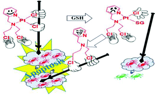 Anticancer activity of a cis-dichloridoplatinum(ii) complex of a chelating  nitrogen mustard: insight into unusual guanine binding mode and low  deactivation by glutathione - Dalton Transactions (RSC Publishing)