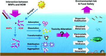 Environmental processes and toxicity of metallic nanoparticles in ...