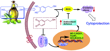 Dual protection of hydroxytyrosol, an olive oil polyphenol, against ...