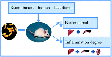 The Effect Of Recombinant Human Lactoferrin From The Milk Of Transgenic Cows On Salmonella Enterica Serovar Typhimurium Infection In Mice Food Function Rsc Publishing