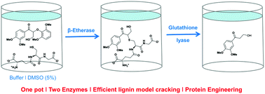 dmso glutathione A dose-dependent effect of dimethyl sulfoxide on lipid content, cell  viability and oxidative stress in 3T3-L1 adipocytes main image 0