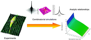 Deterministic Control Of Mean Alignment And Elongation Of Neuron-like 