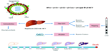 Systems Biology Analysis Of Hepatitis C Virus Infection Reveals The Role Of Copy Number Increases In Regions Of Chromosome 1q In Hepatocellular Carcinoma Metabolism Molecular Biosystems Rsc Publishing