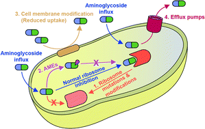 Mechanisms of resistance to aminoglycoside antibiotics: overview and  perspectives - MedChemComm (RSC Publishing)
