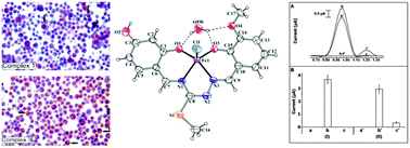 Iron Iii And Nickel Ii Complexes As Potential Anticancer Agents Synthesis Physicochemical And Structural Properties Cytotoxic Activity And Dna Interactions New Journal Of Chemistry Rsc Publishing