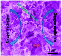 Efficient and durable oxygen reduction and evolution of a ...