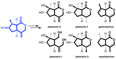Divergent Synthetic Route To New Cyclopenta C Pyran Iridoids Syntheses Of Jatamanin A F G And J Gastrolactone And Nepetalactone Organic Biomolecular Chemistry Rsc Publishing