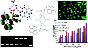 Synthesis and biological evaluation of copper(ii ...