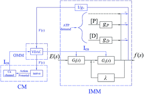 Coupled electro-mechanic-chemical dynamics model for F1F0-motor - RSC ...
