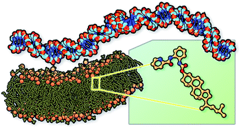 Liposome Based Gene Delivery Systems Containing A Steroid Derivative Computational And Small Angle X Ray Diffraction Study Rsc Advances Rsc Publishing